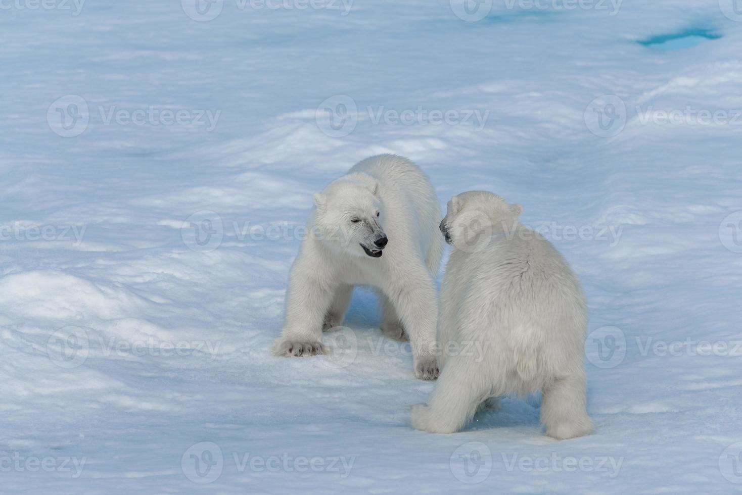 zwei junge wilde Eisbärenjungen, die auf Packeis im arktischen Meer, nördlich von Spitzbergen, spielen foto