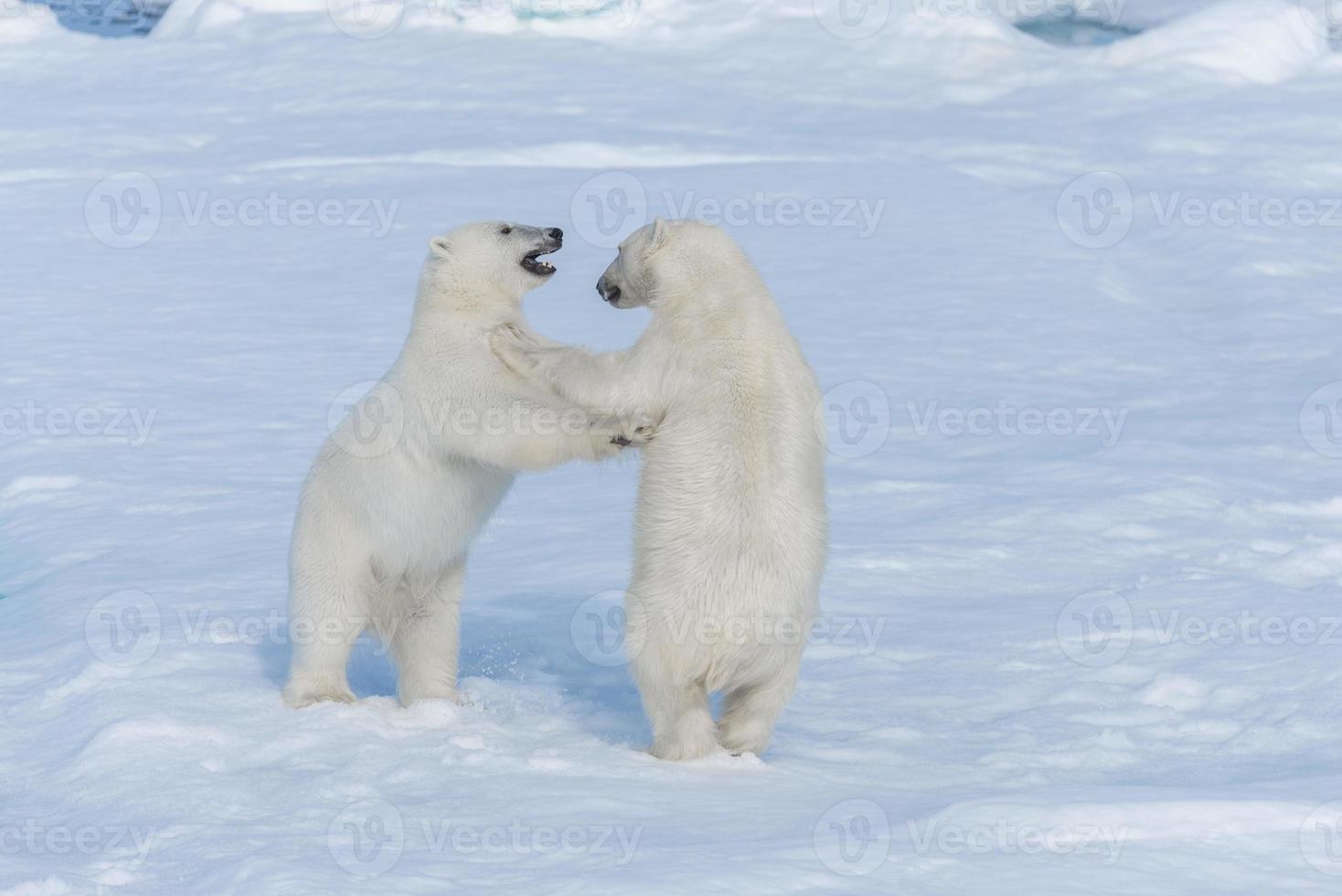 zwei junge wilde Eisbärenjungen, die auf Packeis im arktischen Meer, nördlich von Spitzbergen, spielen foto