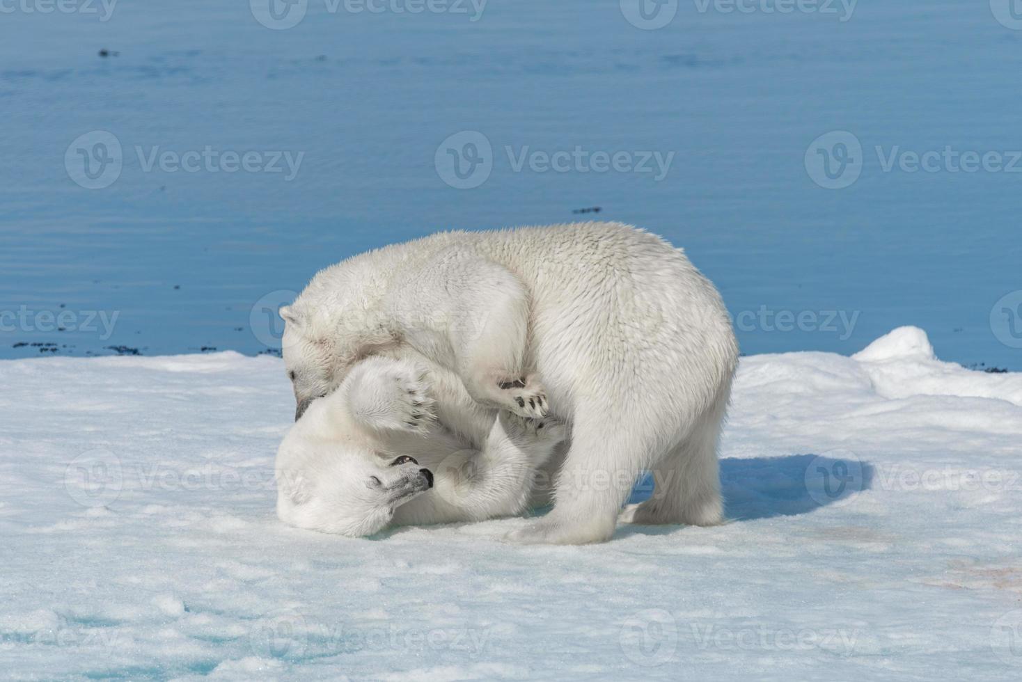 zwei junge wilde Eisbärenjungen, die auf Packeis im arktischen Meer, nördlich von Spitzbergen, spielen foto