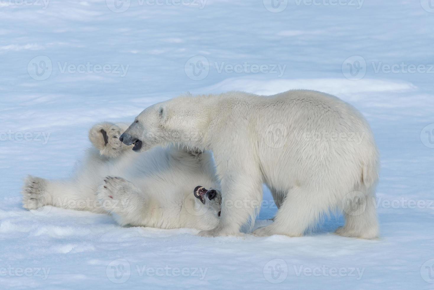 zwei junge wilde Eisbärenjungen, die auf Packeis im arktischen Meer, nördlich von Spitzbergen, spielen foto