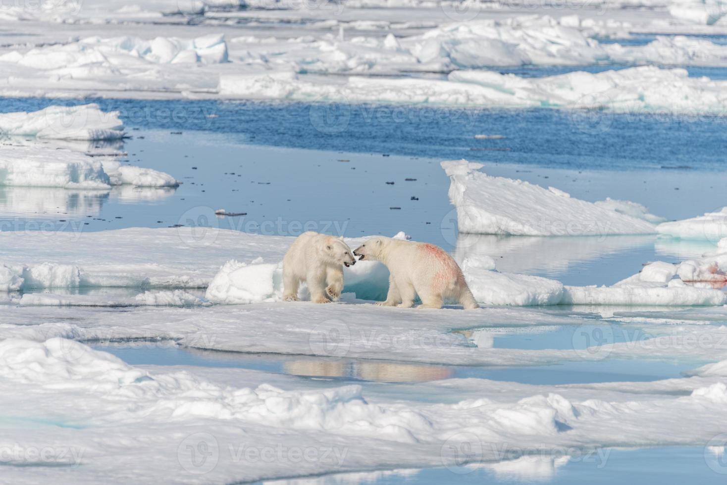 zwei junge wilde Eisbärenjungen, die auf Packeis im arktischen Meer, nördlich von Spitzbergen, spielen foto