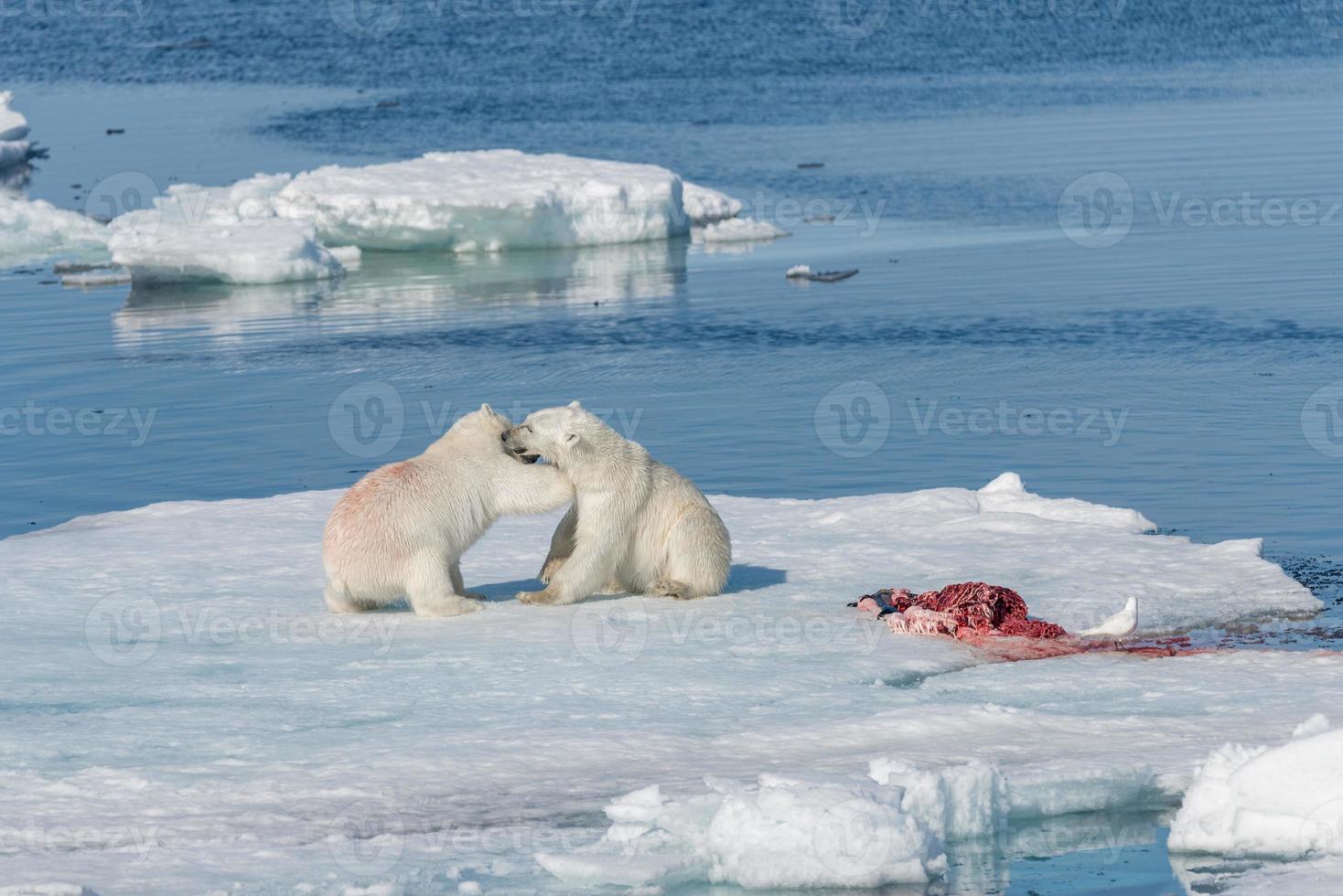 zwei junge wilde Eisbärenjungen, die auf Packeis im arktischen Meer, nördlich von Spitzbergen, spielen foto