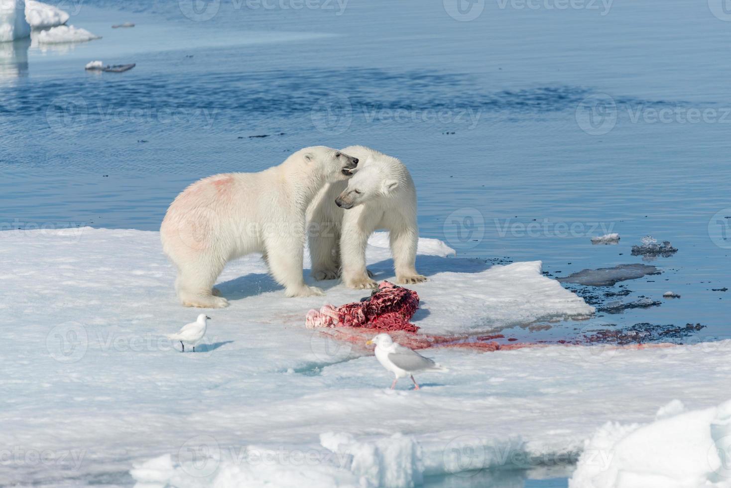 zwei junge wilde Eisbärenjungen, die auf Packeis im arktischen Meer, nördlich von Spitzbergen, spielen foto