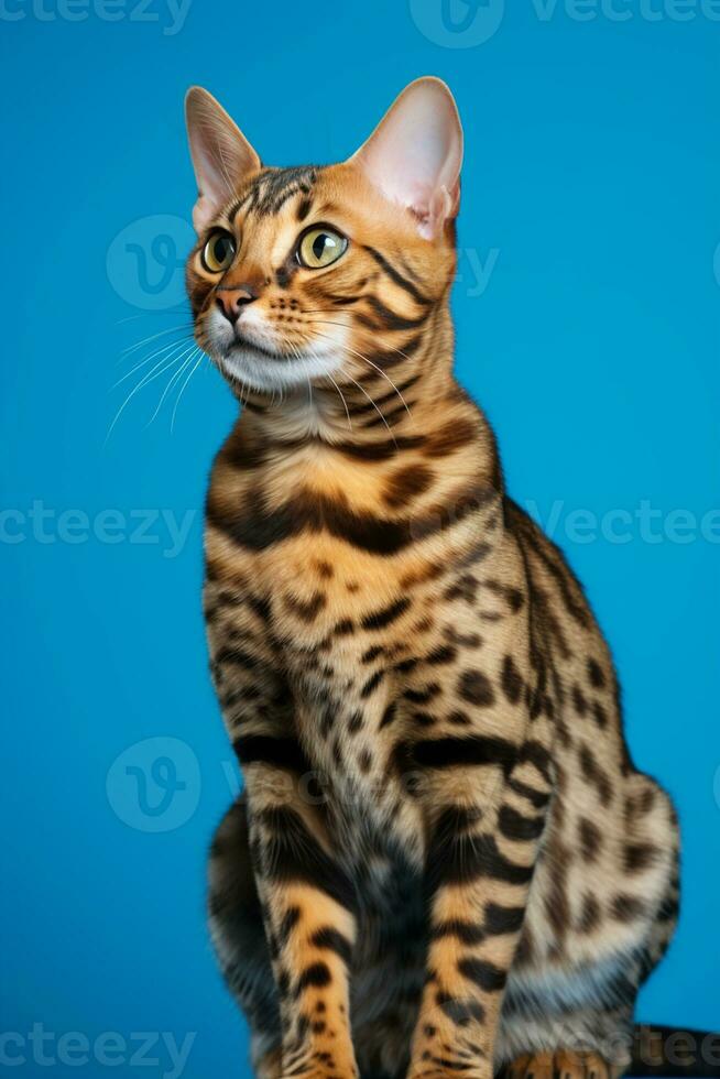 ai generiert ein Bengalen Katze Sitzung auf ein Blau Hintergrund foto