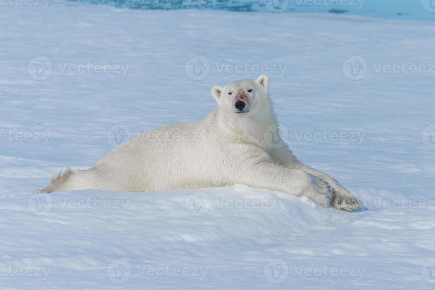 Wilder Eisbär liegt auf dem Packeis nördlich der Insel Spitzbergen, Svalbard foto