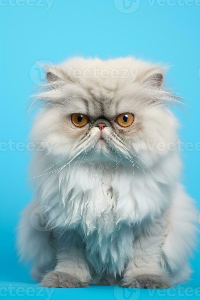ai generiert Weiß persisch Gipfel Nase Katze mit lange Haar Sitzung auf ein Blau Hintergrund foto