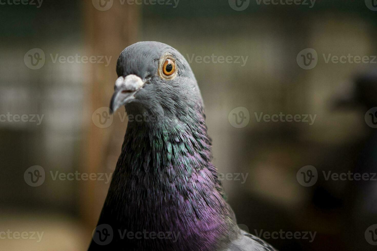 schließen oben Kopf von Homing Taube Vogel foto