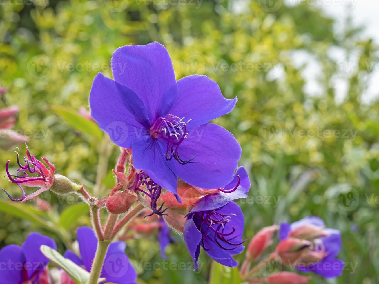 Prinzessin Blume Tibouchina Urvilleana Blüte und Samenkapseln foto