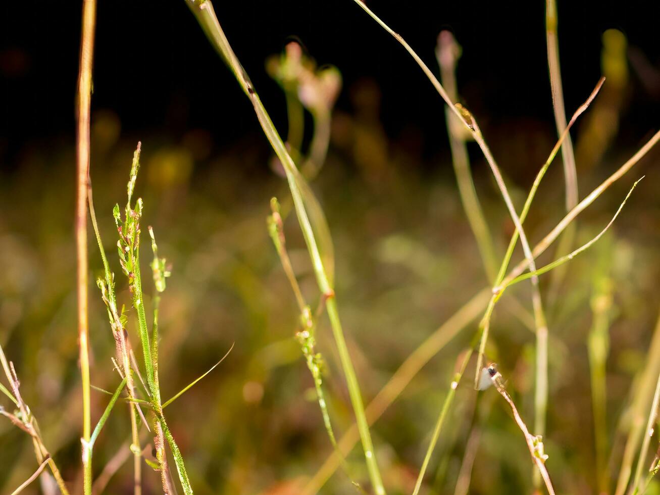 wild Gras im das Landschaft mit wenig Tiefe von Feld ai generativ foto