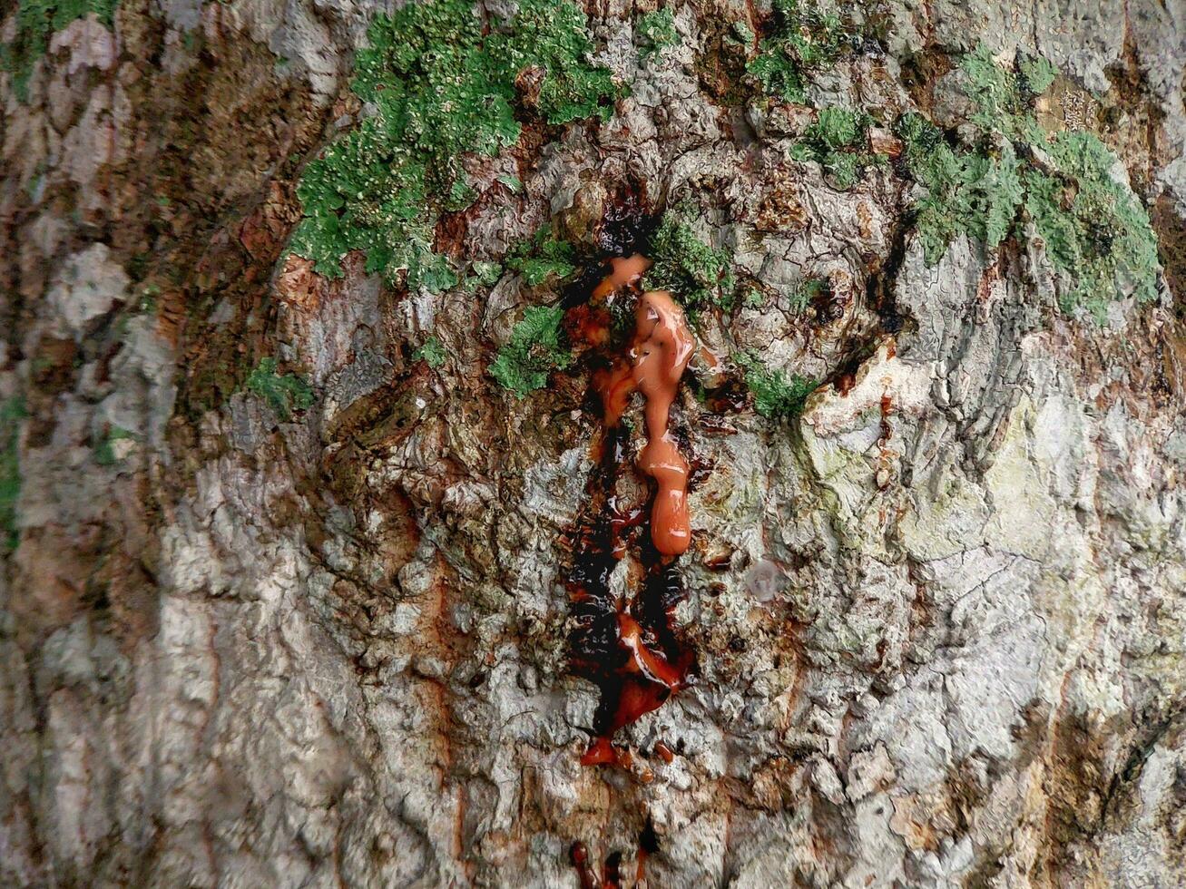 schließen oben von Saft fließend von texturiert Baum Rinde im Wald. foto