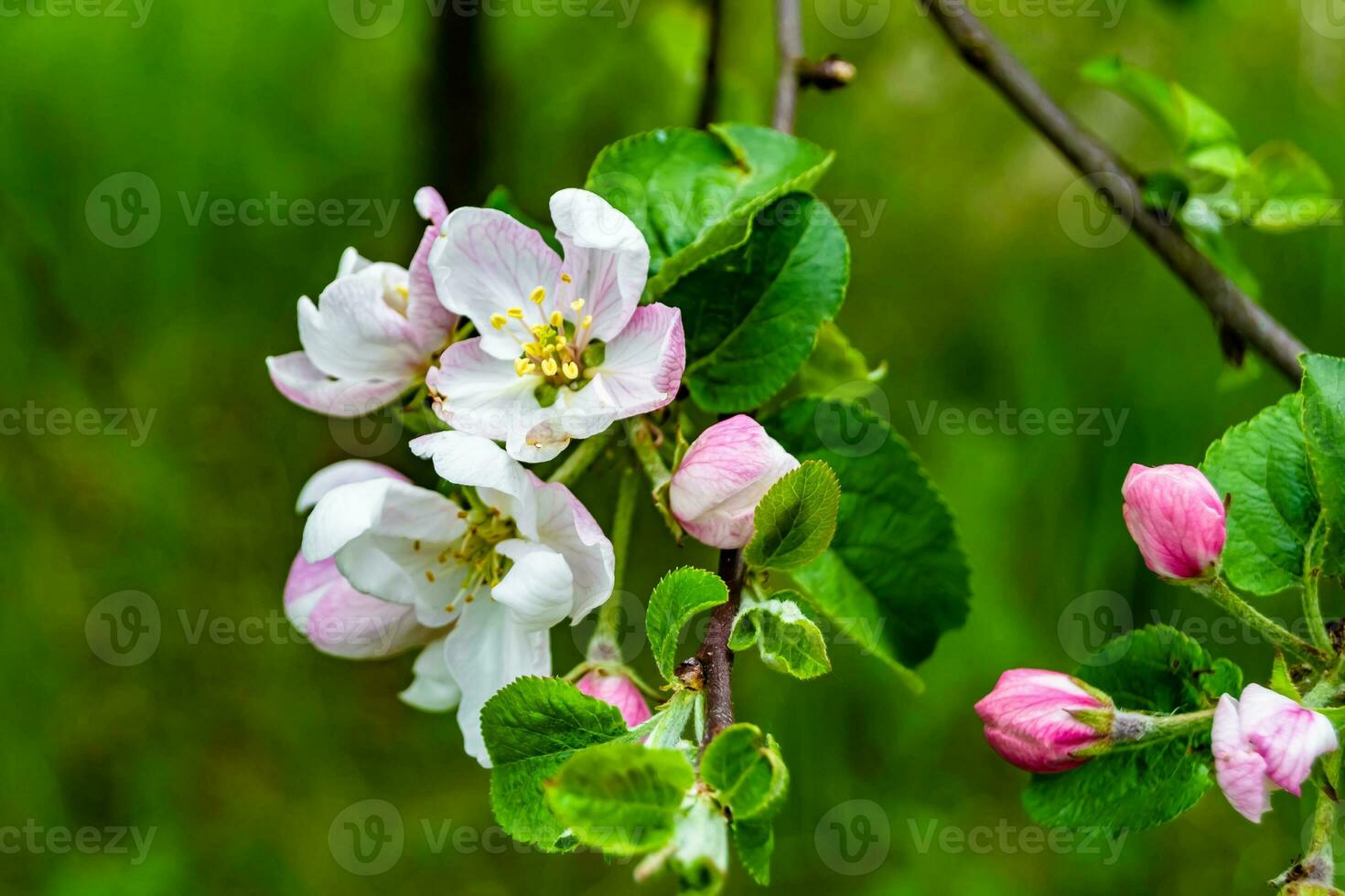 Fotografie auf Thema schön Obst Ast Apfel Baum mit natürlich Blätter unter sauber Himmel foto