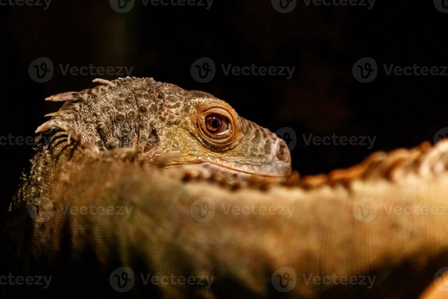 schön Leguan Grün, Leguan Leguan foto