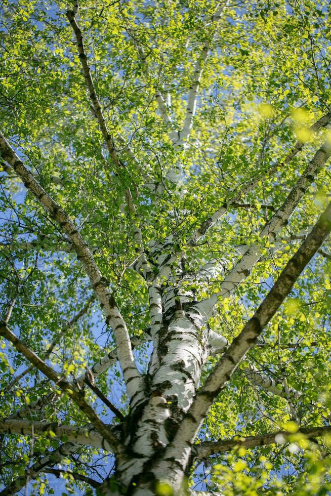 Hintergrund von ein Vertikale Weiß Birke im Frühling mit jung Blätter, fotografiert von unter. foto