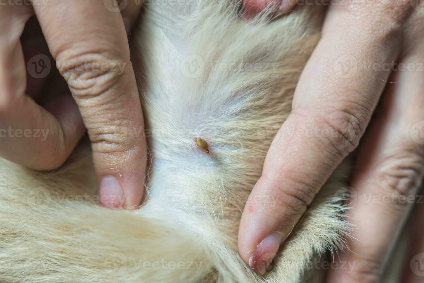 Frau Hand pflücken ein Tick saugen Blut auf Hund Haut foto