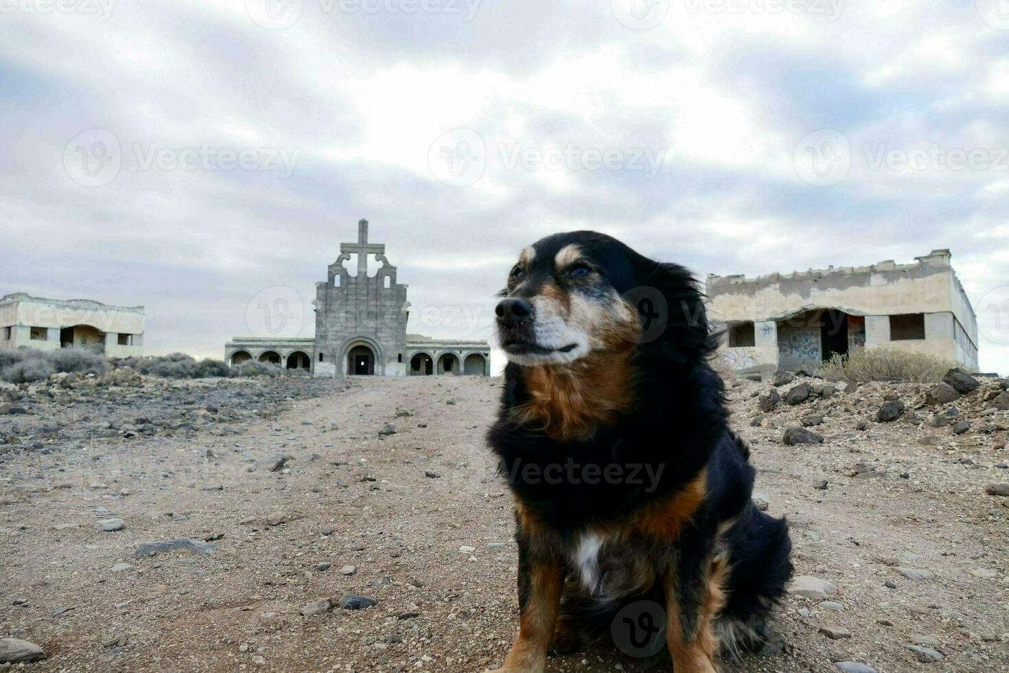 ein Hund sitzt im Vorderseite von ein verlassen Kirche foto