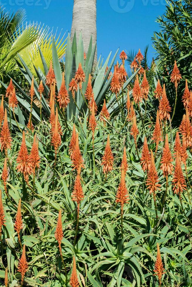 ein Blühen Kaktus Blume Garten im das Mittelmeer foto