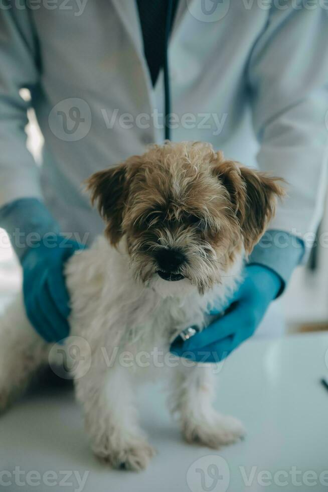 Tierarzt Prüfung Hund und Katze. Hündchen und Kätzchen beim Tierarzt Arzt. Tier Klinik. Haustier prüfen oben und Impfung. Gesundheit Pflege. foto