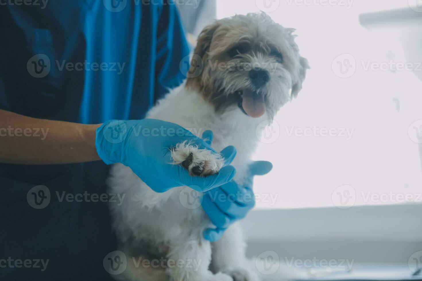 Tierarzt Prüfung Hund und Katze. Hündchen und Kätzchen beim Tierarzt Arzt. Tier Klinik. Haustier prüfen oben und Impfung. Gesundheit Pflege. foto