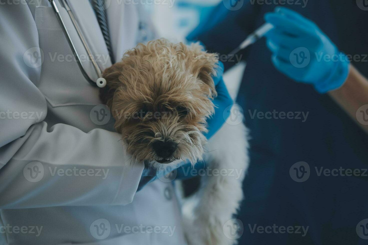 Tierarzt Prüfung Hund und Katze. Hündchen und Kätzchen beim Tierarzt Arzt. Tier Klinik. Haustier prüfen oben und Impfung. Gesundheit Pflege. foto