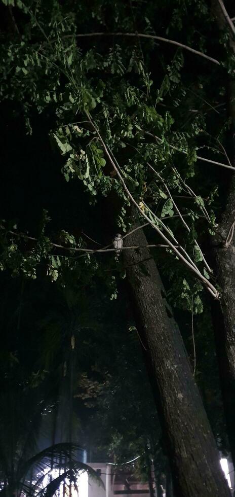 ein Baum mit ein Vogel Sitzung auf es beim Nacht foto