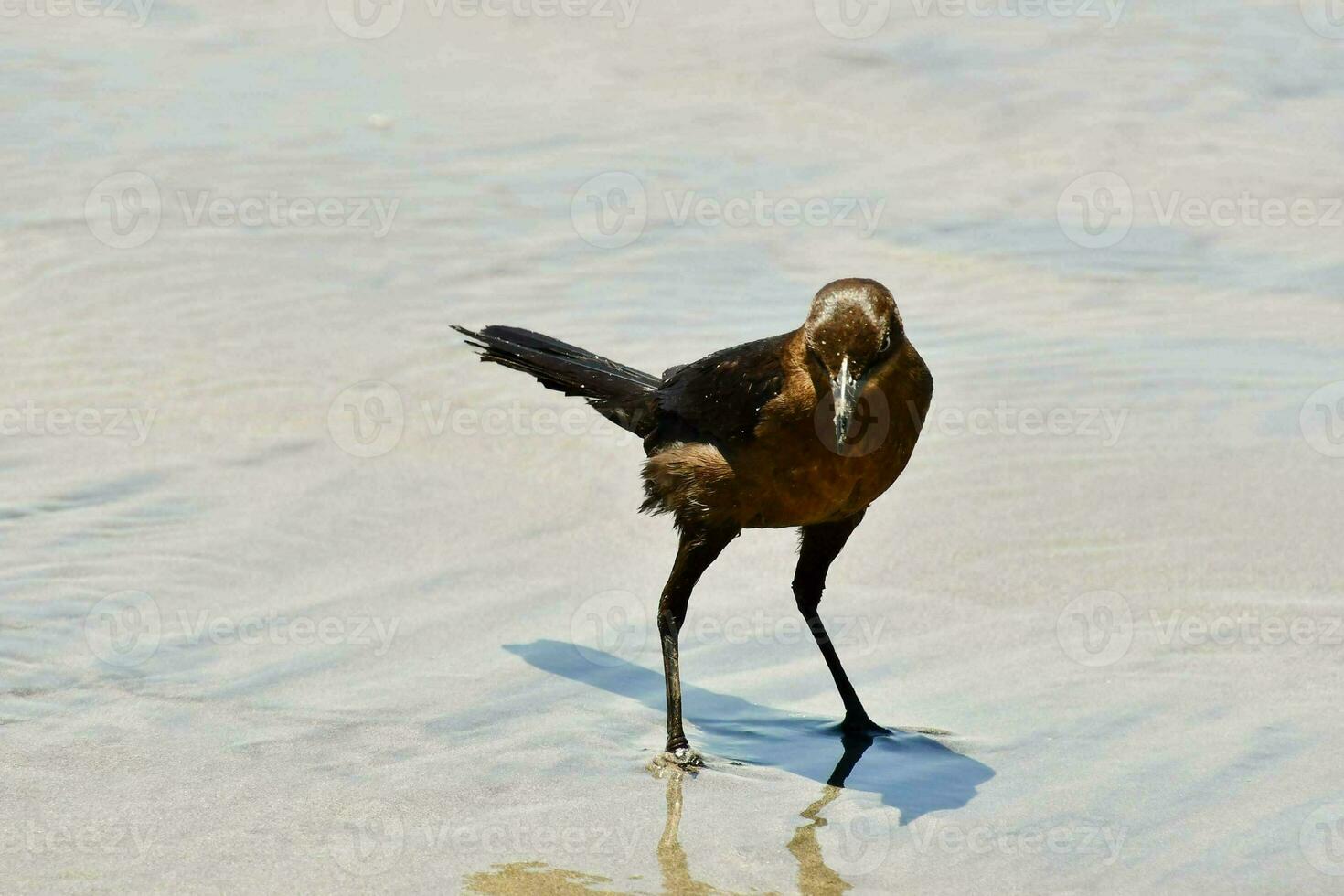 ein Vogel Stehen auf das Strand mit es ist Beine im das Wasser foto