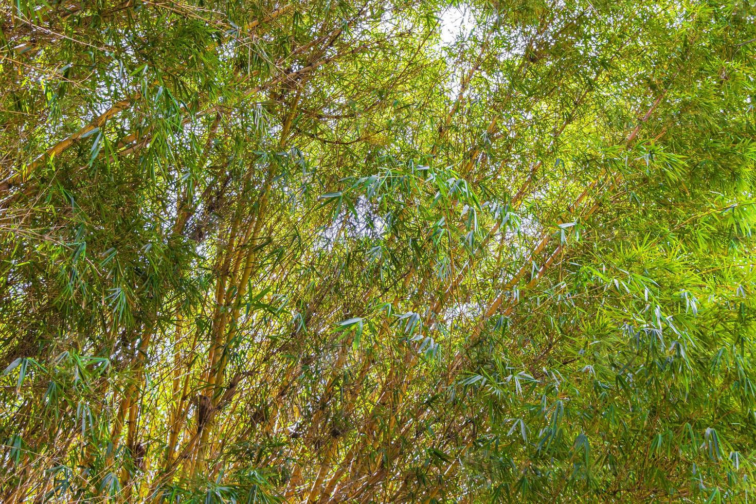 grüne gelbe bambusbäume tropischer wald san jose costa rica. foto