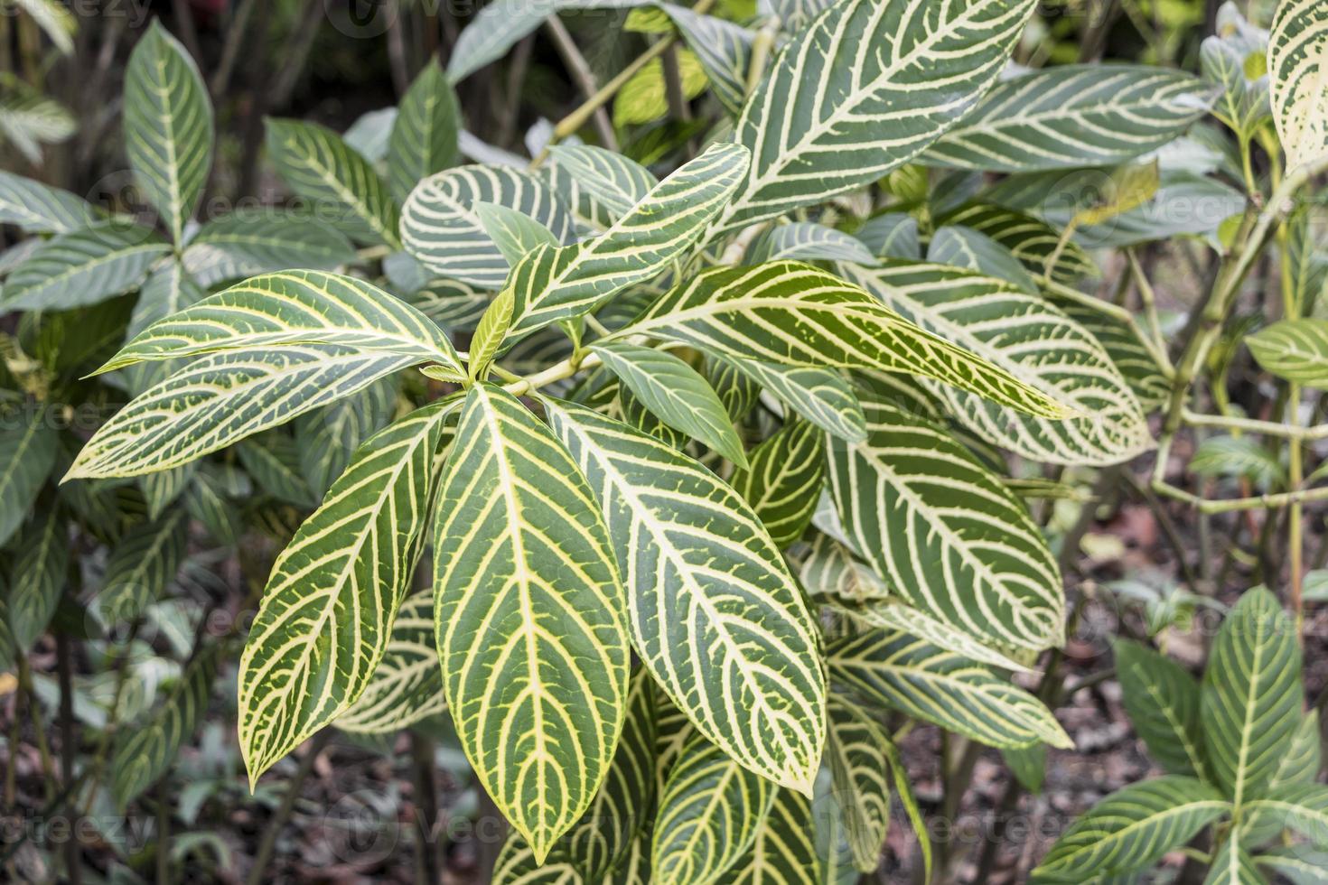 schöne grüne pflanze mit langen blättern perdana botanischer garten malaysia. foto