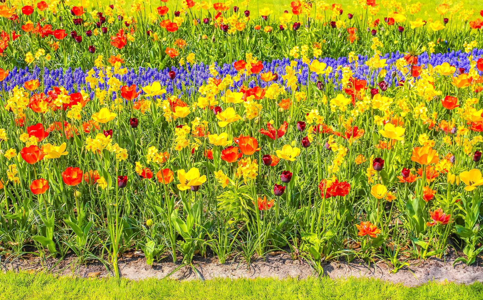 Viele bunte Tulpen Narzissen im Keukenhof Park Lisse Holland Niederlande. foto