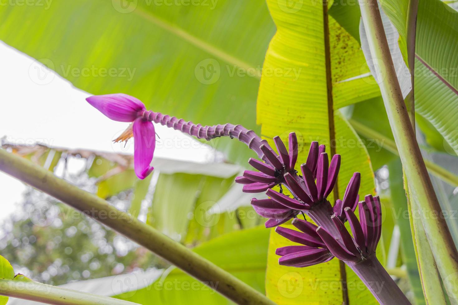 lila rote bananenpflanze heliconia blume aus tropischer natur, malaysia. foto