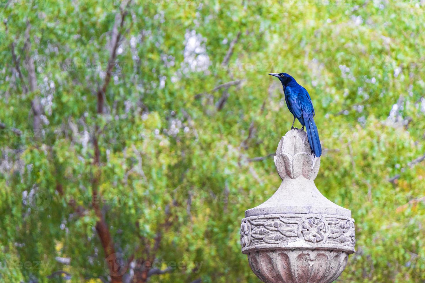 Great-tailed grackle männlicher Vogel auf Spalte Mexico City Park. foto