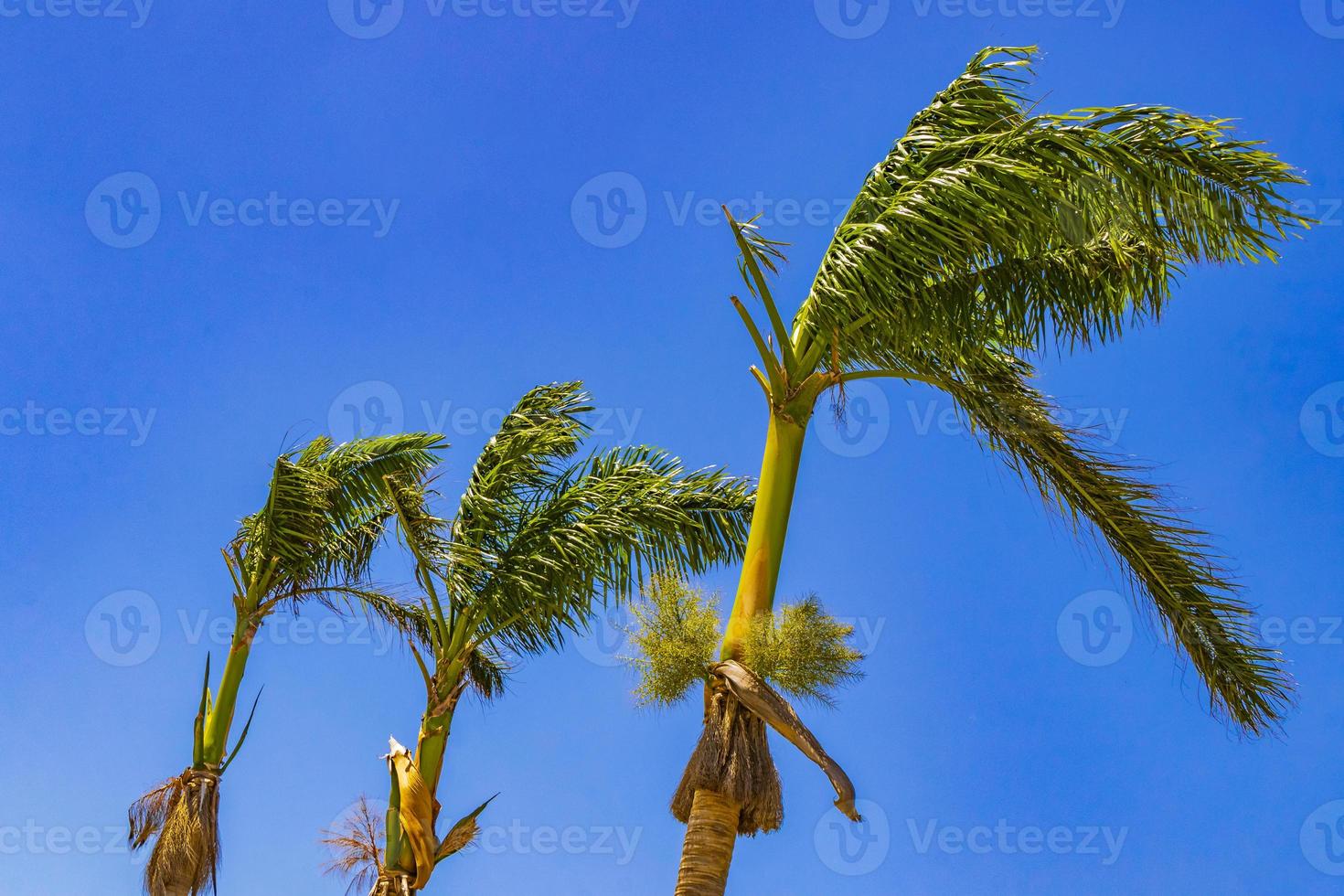 tropische Palmen mit blauem Himmel Playa del Carmen Mexiko. foto