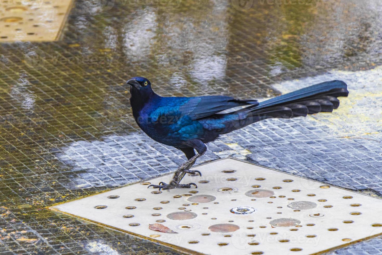 großschwanzgrackle männlicher vogel trinkwasser mexiko stadtpark. foto