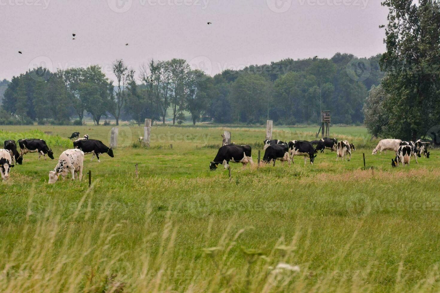 Kühe Weiden lassen im ein Feld in der Nähe von ein Zaun foto