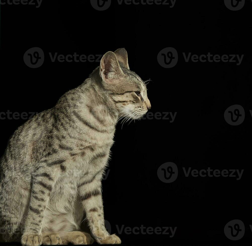 indisch schön inländisch Katze Sitzung auf schwarz Hintergrund foto