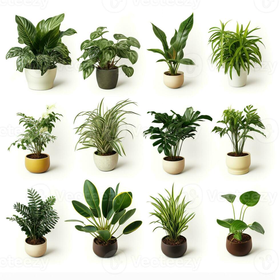 ai generiert frisch Grün Haus Pflanzen, Innen- Baum Pflanzen zum Innere Design. foto