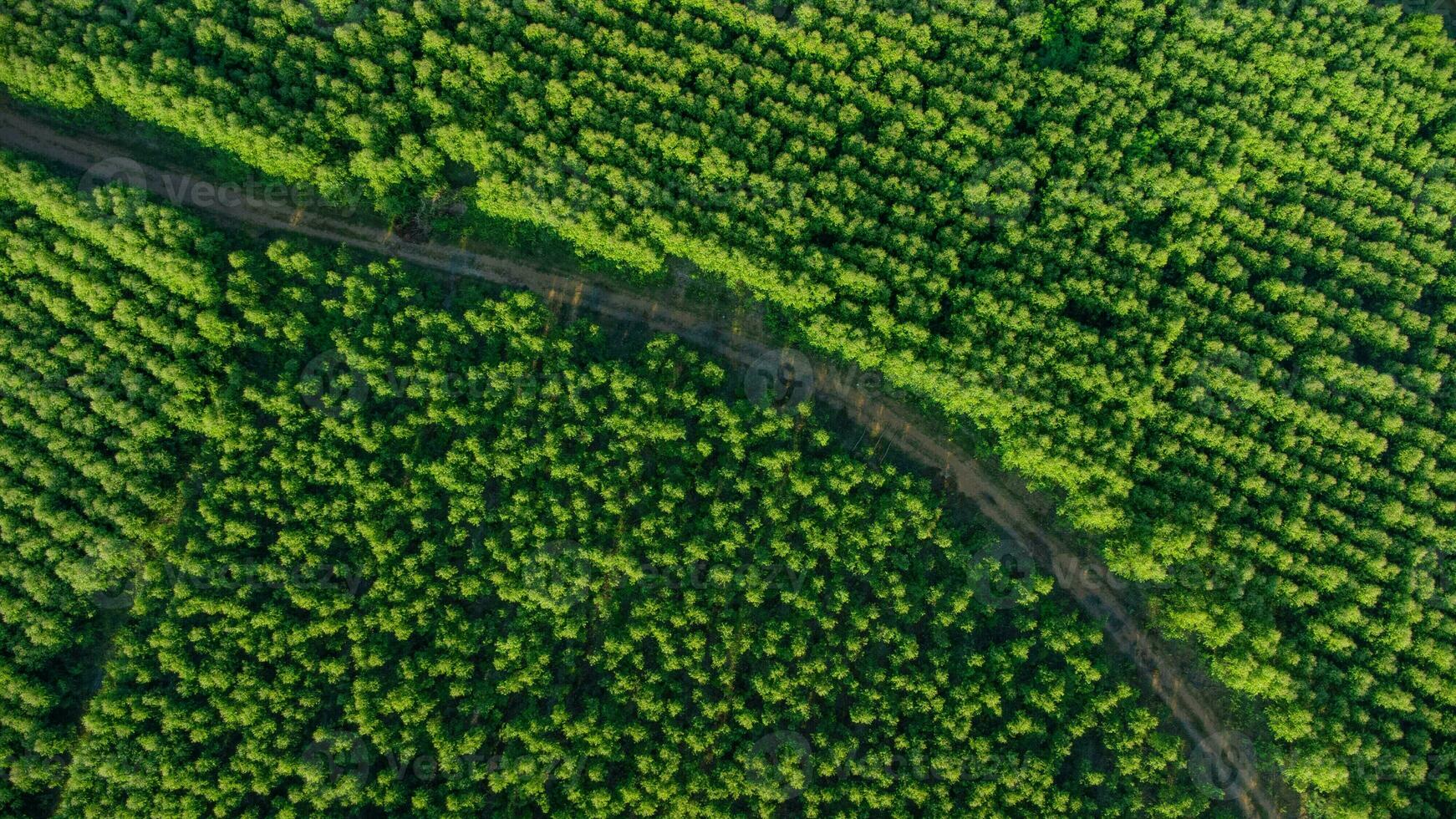 Luftaufnahme der Eukalyptusplantage in Thailand. Draufsicht auf Anbauflächen oder landwirtschaftliche Flächen in der Gärtnerei im Freien. Anbaugeschäft. natürlicher Landschaftshintergrund. foto