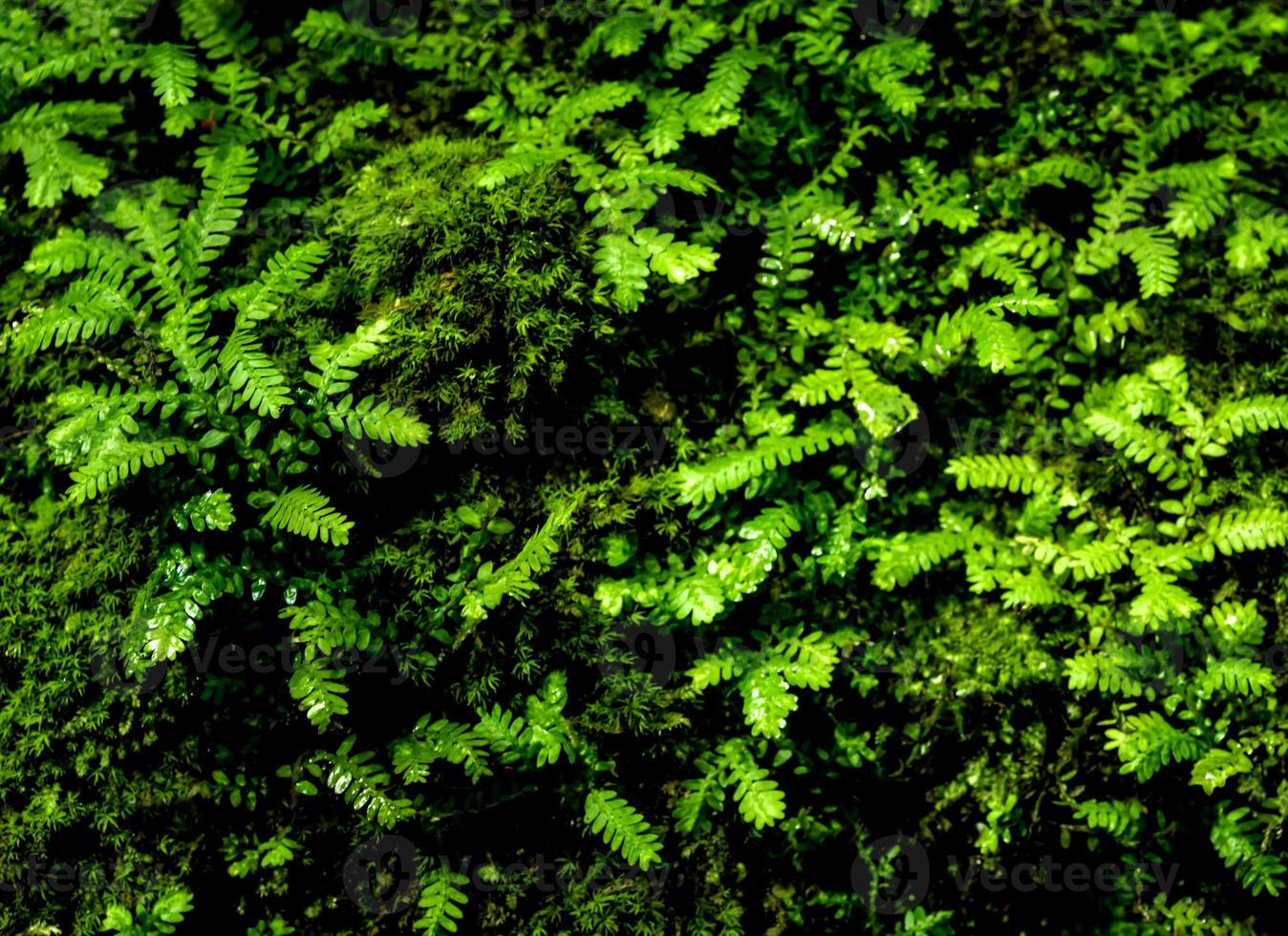 Frische kleine Farnblätter mit Moos und Algen im tropischen Garten foto