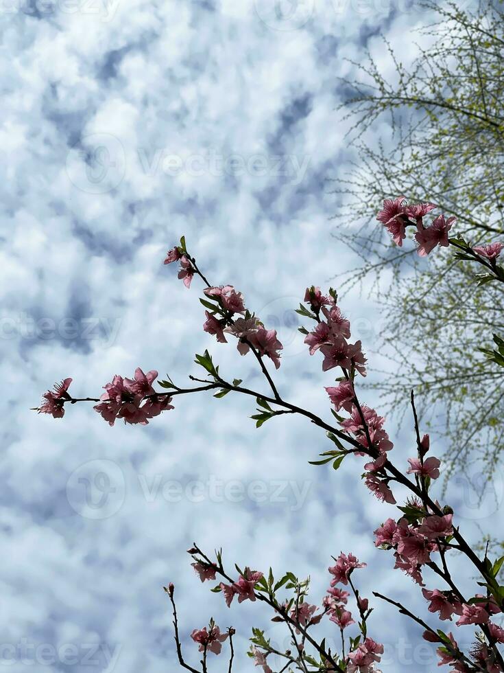 Ast von Blühen Baum auf ein Blau Himmel Hintergrund foto