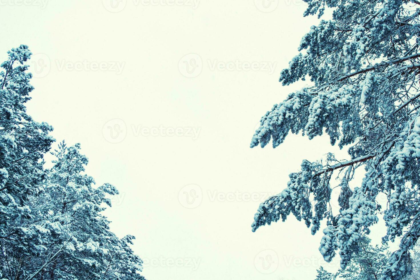 Neu Jahre Vorabend. Nadelbaum Fichte Ast. gefroren Winter Wald mit Schnee bedeckt Bäume. foto