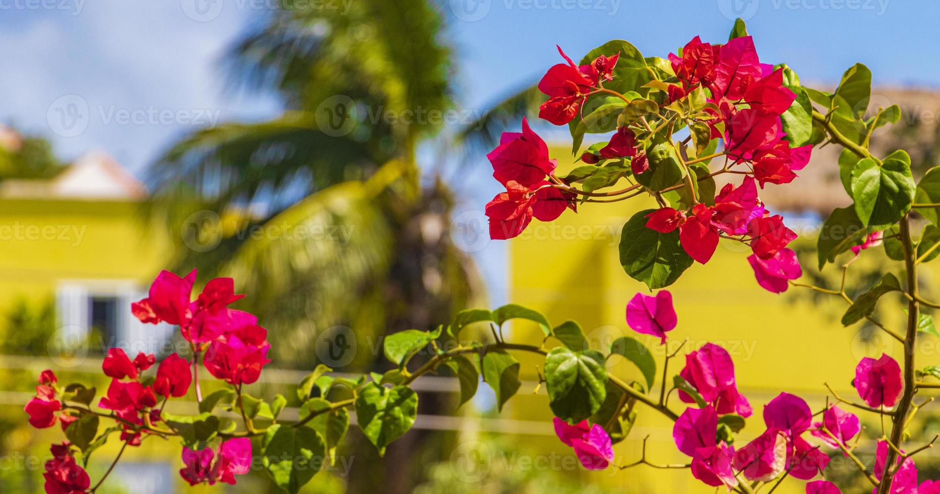 Bougainvillea rosa Blumen in Playa del Carmen, Mexiko foto