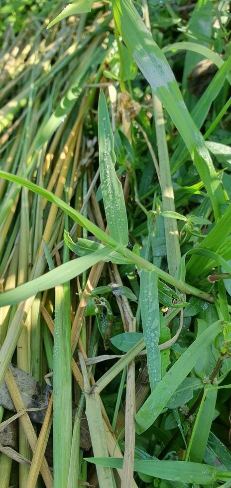 ein schließen oben von etwas Gras mit etwas Blätter foto