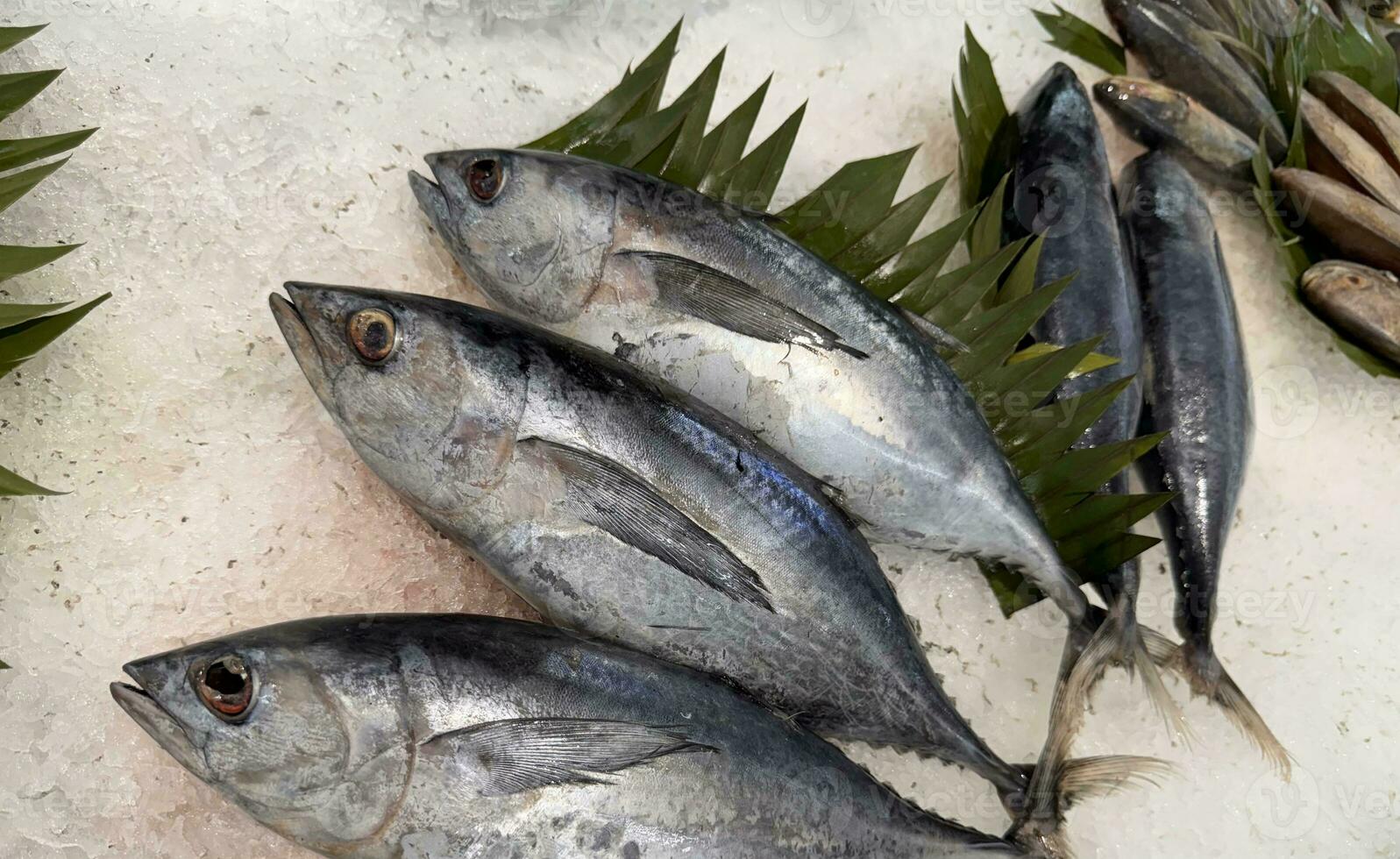 Thunfisch Makrele Fisch frisch im das Eis, lokal produzieren Fisch, japanisch katsuo Fisch, oder bonito Thunfisch oder cakalang oder tongkol foto