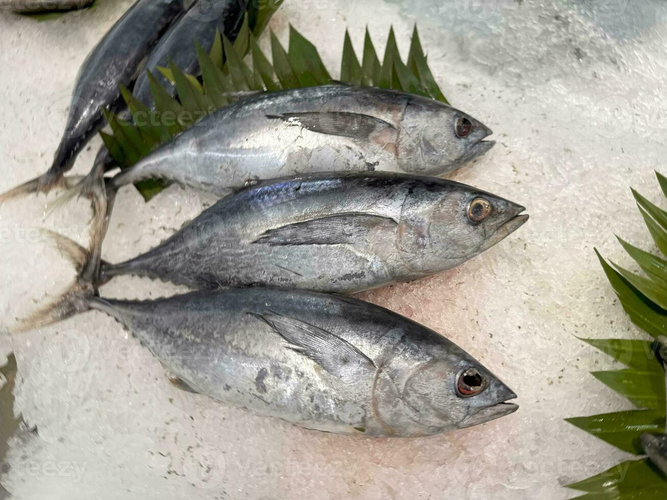 Thunfisch Makrele Fisch frisch im das Eis, lokal produzieren Fisch, japanisch katsuo Fisch, oder bonito Thunfisch oder cakalang oder tongkol foto