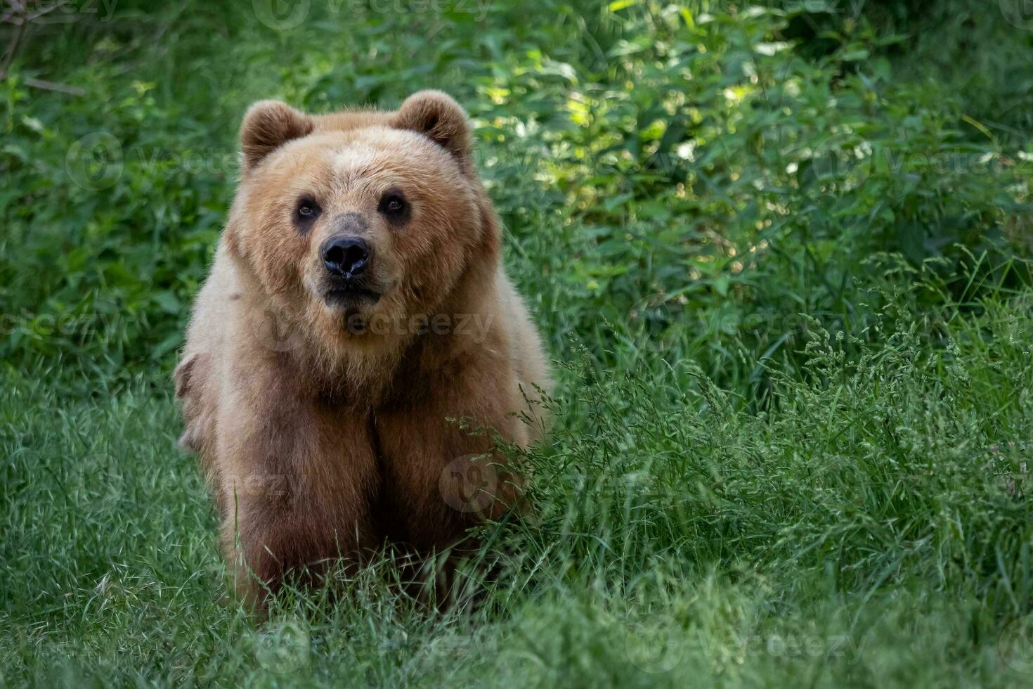 kamtschatka-bär im gras, ursus arctos beringianus foto