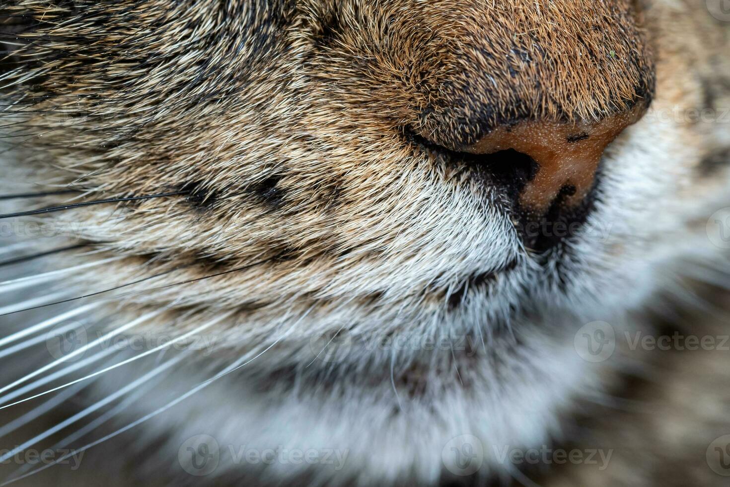 Nahansicht von das Katze Schnauze und Schnurrhaare. Nahansicht von Katze. foto