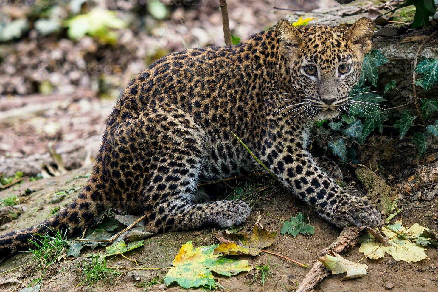 Leopardenjunges aus Sri Lanka, Panthera Pardus Kotiya foto