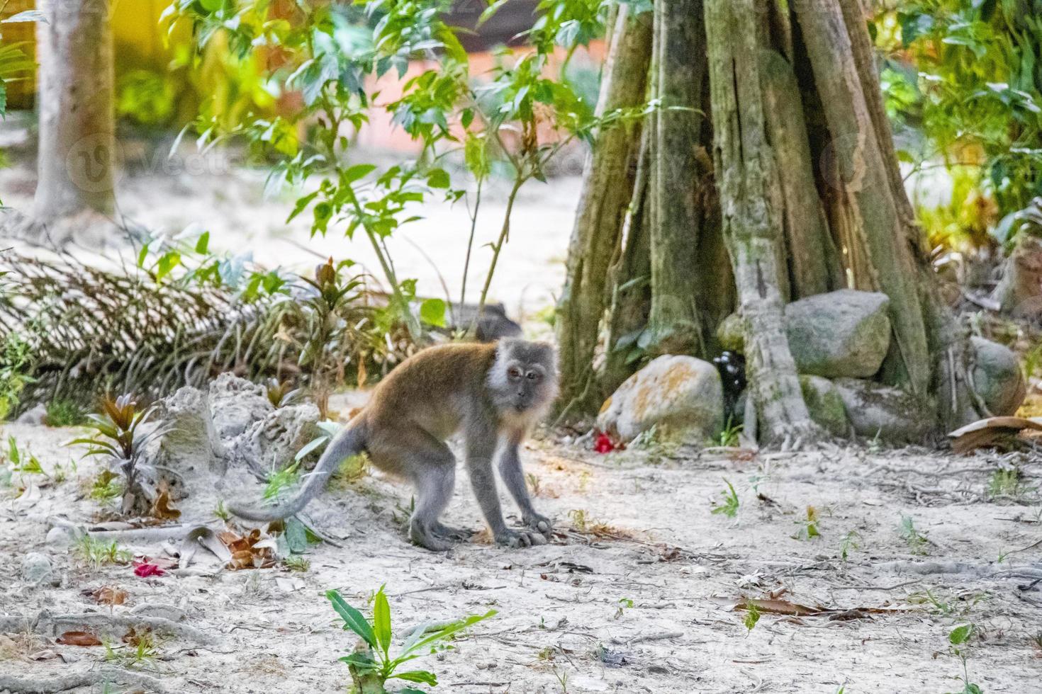 Makakenaffe im tropischen Dschungelwald in Koh Phayam, thailand foto