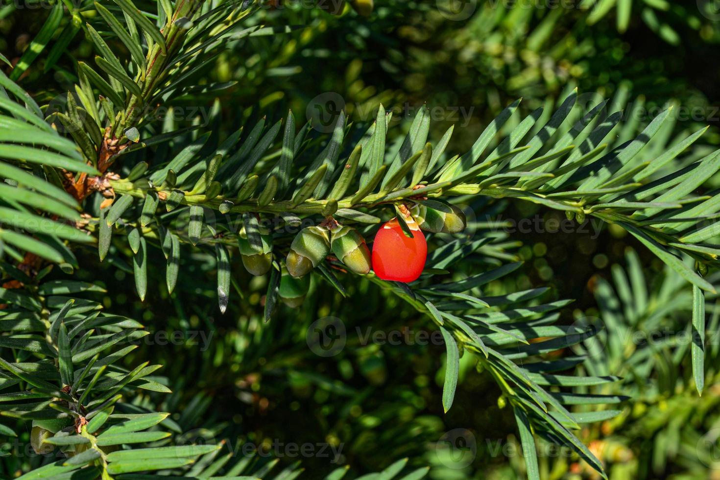 rote Beeren wachsen auf immergrüner Eibe im Sonnenlicht, europäischer Eibe foto