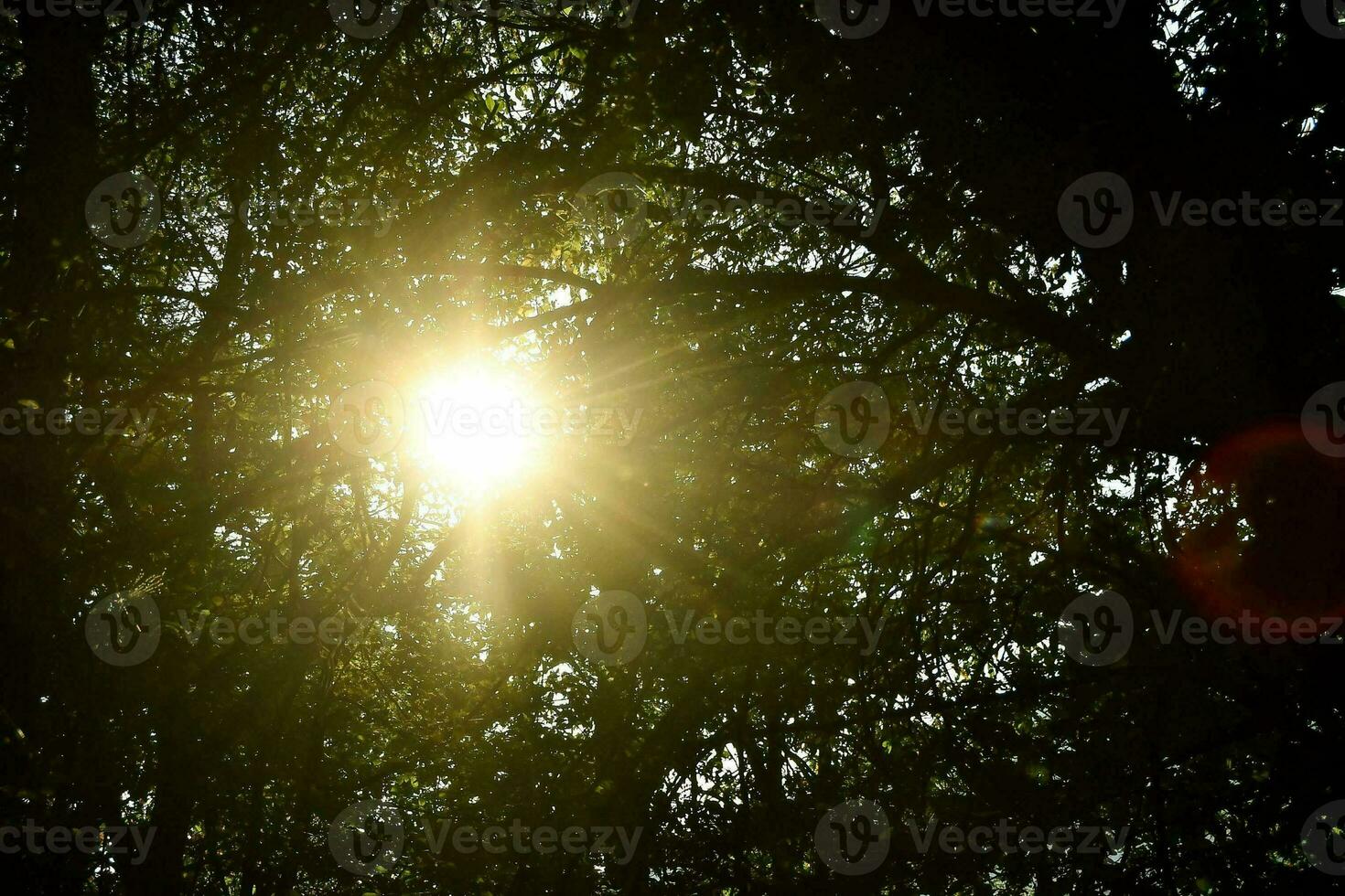 das Sonne scheint durch das Bäume im das Wald foto