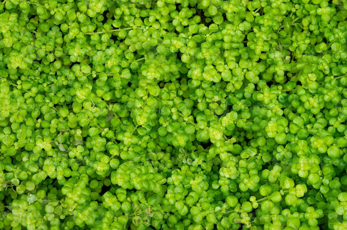 üppig Grün Blatt Textur Hintergrund, der Natur kompliziert Einzelheiten, perfekt zum Öko-Thema Designs und beschwingt Konzepte. fesselnd Grün Blatt Textur Hintergrund. foto